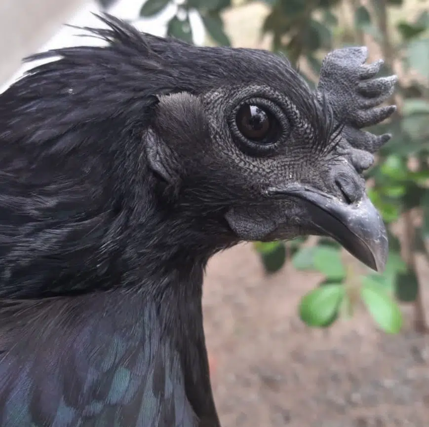 ayam cemani