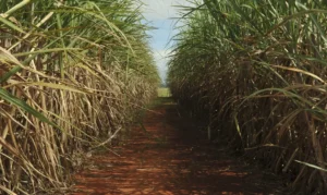 RenovaBio evita 147 milhões de toneladas de CO₂
