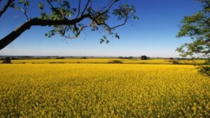 canola