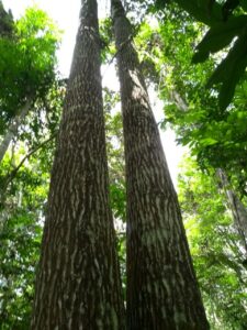 El Niño freia crescimento da castanheira-da-amazônia