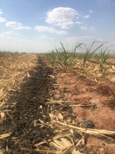 Fertilizante orgânico de lodo de esgoto eleva eficiência da adubação mineral na cana-de-açúcar
