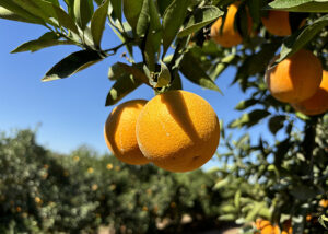 Incertezas atrasam contratos da safra de laranja 25/26