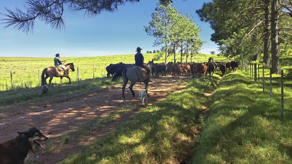 rastreabilidade bovina