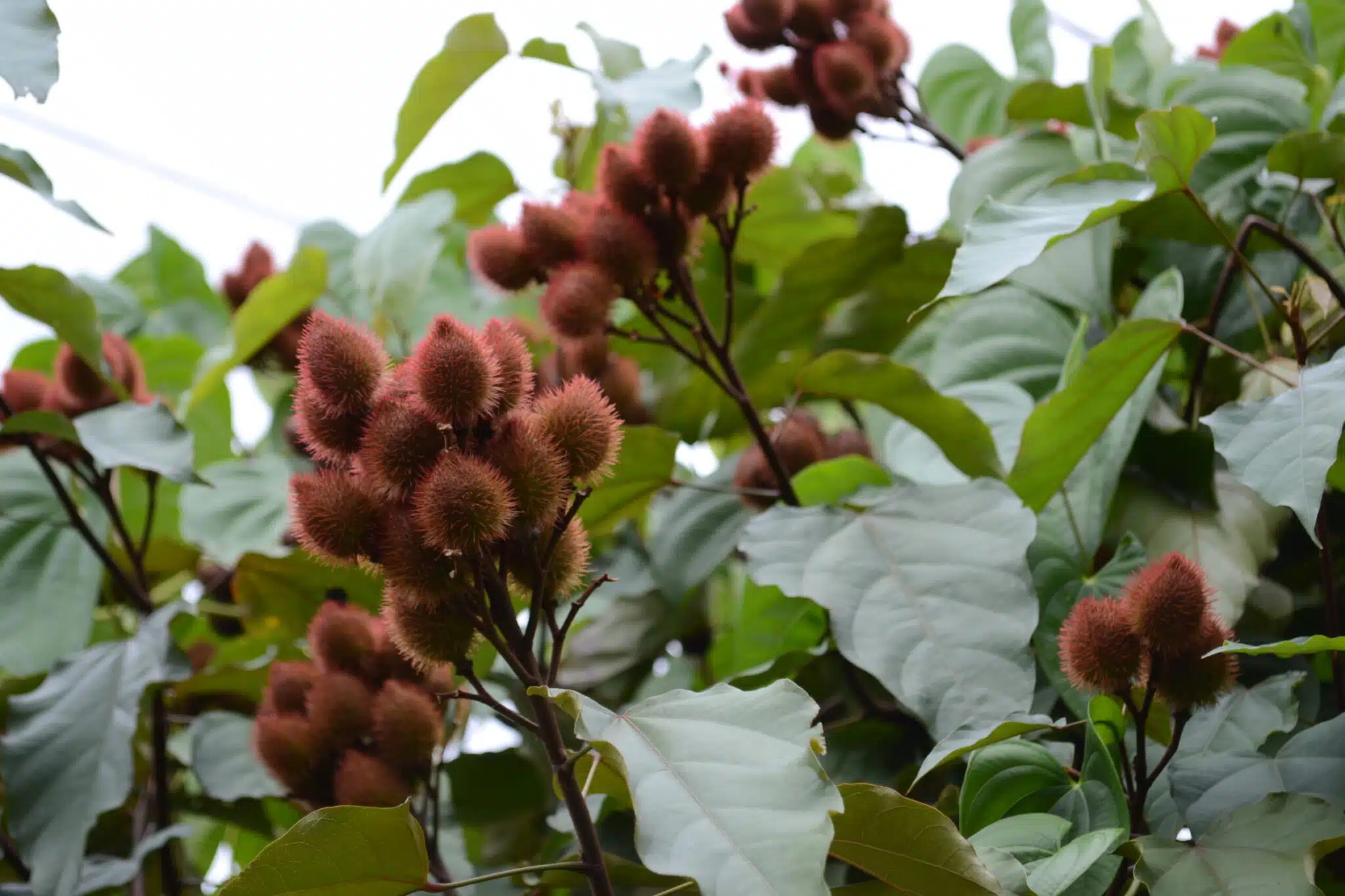 Urucum na natureza