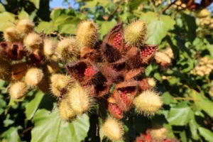 urucum