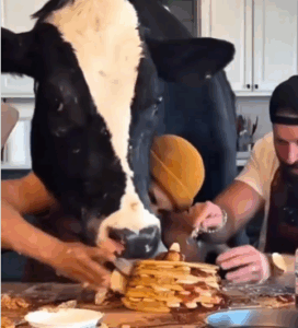 vaca engraçada