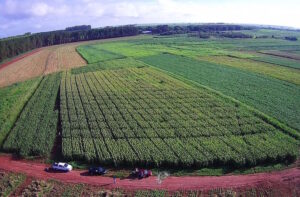 Consórcio de bactérias revoluciona cultivo do milho no Brasil