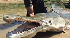 Atractosteus: o gigante primitivo das águas doces