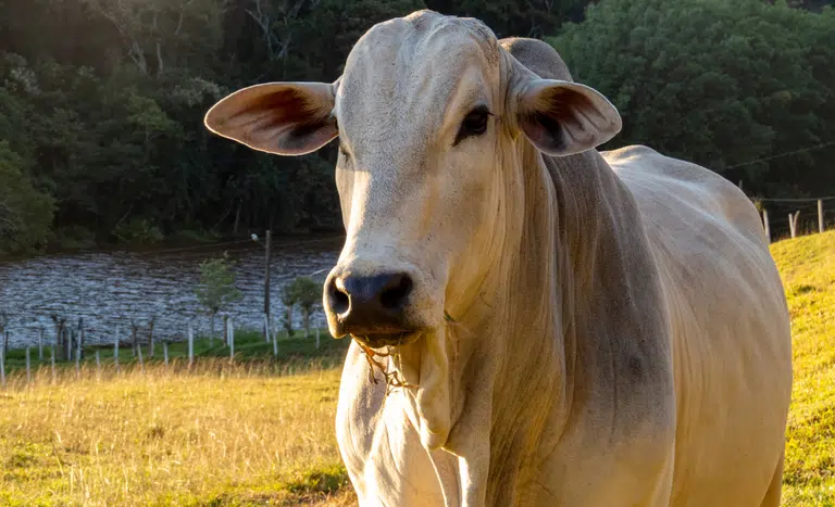 Boi