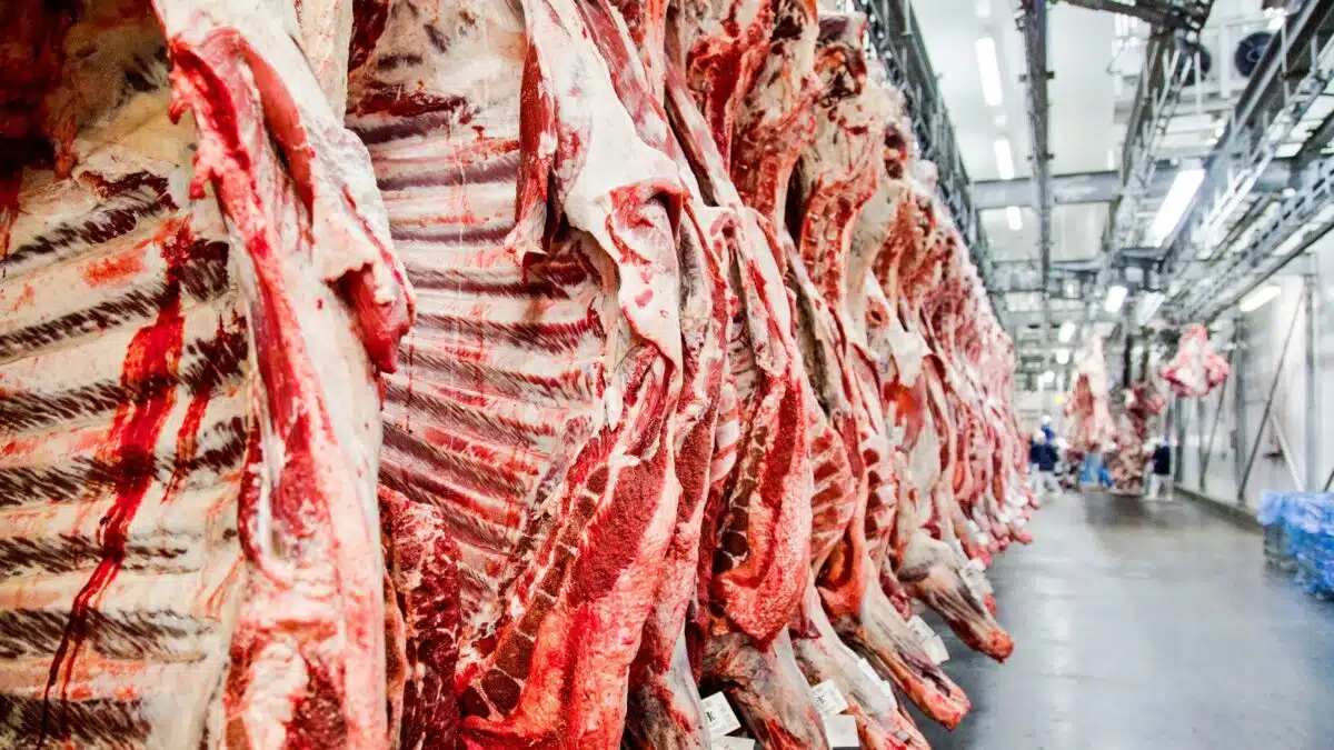 Tarifa de 67% trava exportações de carne para a China. Brasil esgota cota anual, enfrenta sobretaxa e setor aguarda negociações.