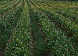 Tecnologia aumenta produtividade da agricultura familiar no Maranhão