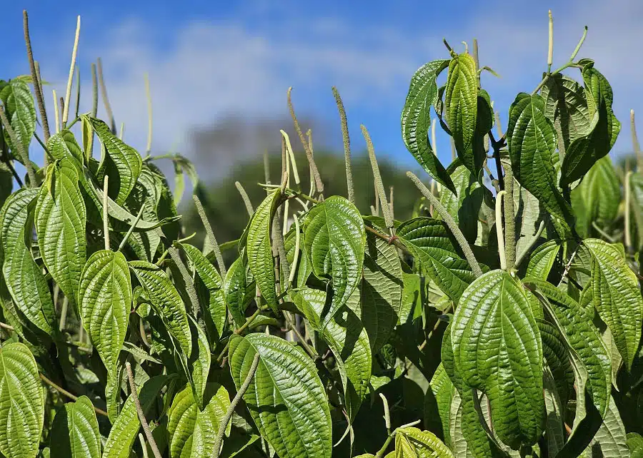 parasitas tambaquis