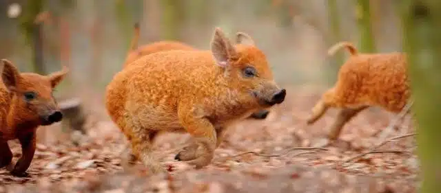 porquinho peludo pulando