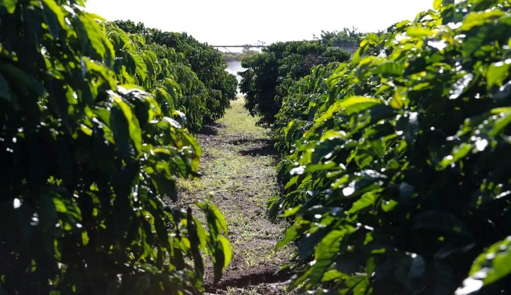 Imagem mostra uma plantação rural com destaque para a predominância da cor verde em folhas das plantações e grama