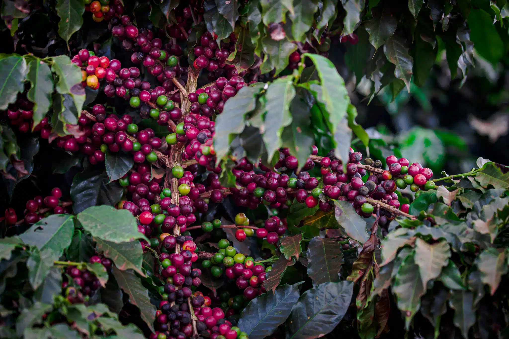 Clima favorável reduz preços do café. Agricultores esperam safra maior em 2026/27, mas impactos climáticos ainda podem prejudicar a produção.