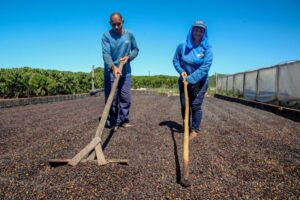Produção de café multiplica renda de produtores