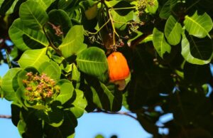 Produção de caju garante renda a agricultores familiares no Piauí