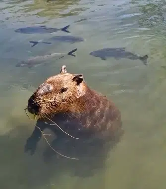 capivara