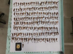 Ibama intercepta cavalos-marinhos enviados ilegalmente aos EUA
