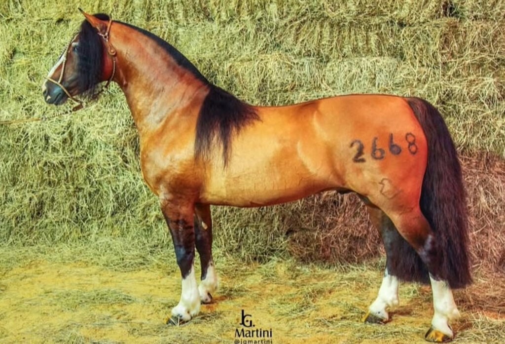 Del Oeste Zorrino, cavalo crioulo premiado da FICCC