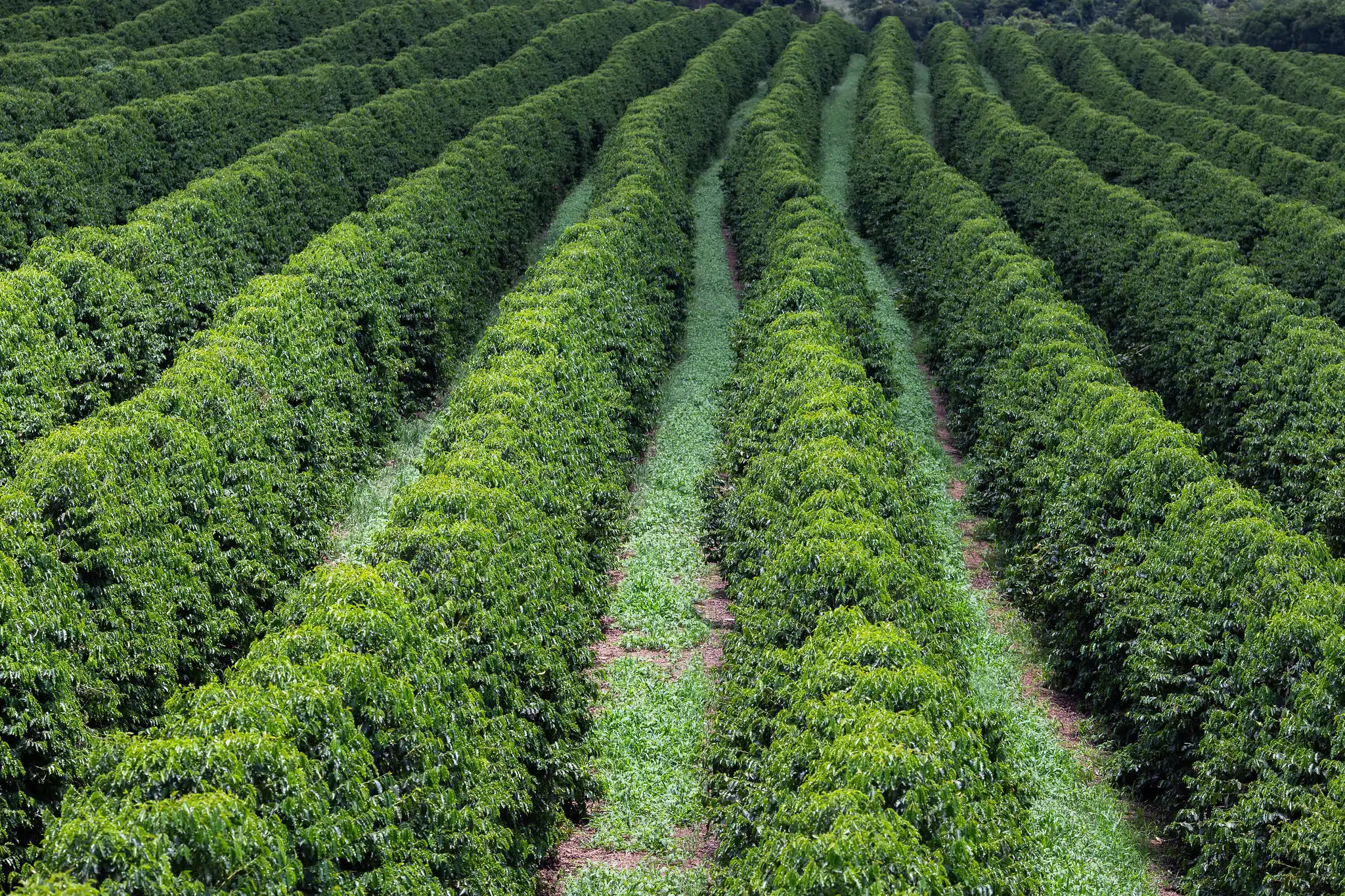 imagem aerea de um fazenda