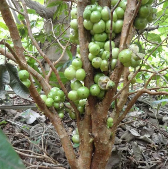 jabuticaba branca
