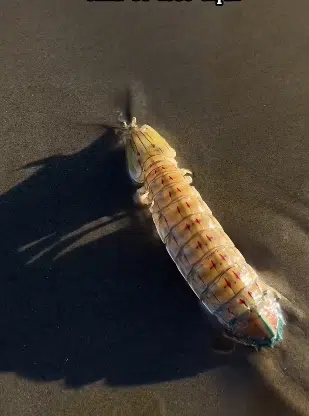 Lagosta boxeadora ataca turista na praia