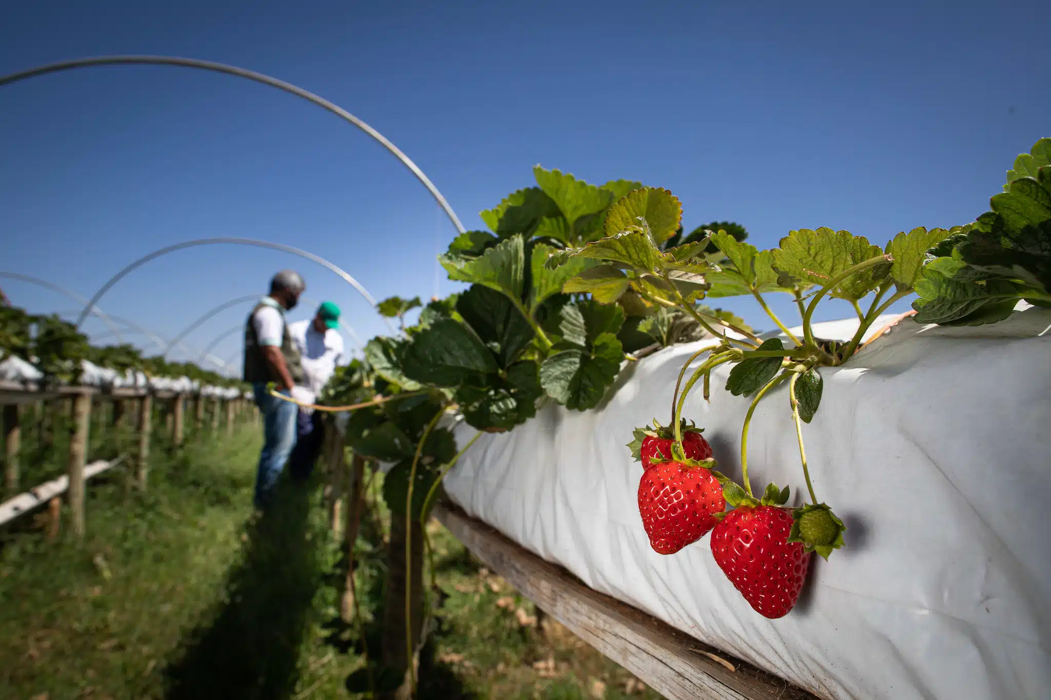 Colheita de morango em campo brasileiro