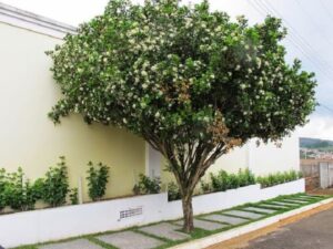 Murta, arvore que sera proibida em Campo Grande