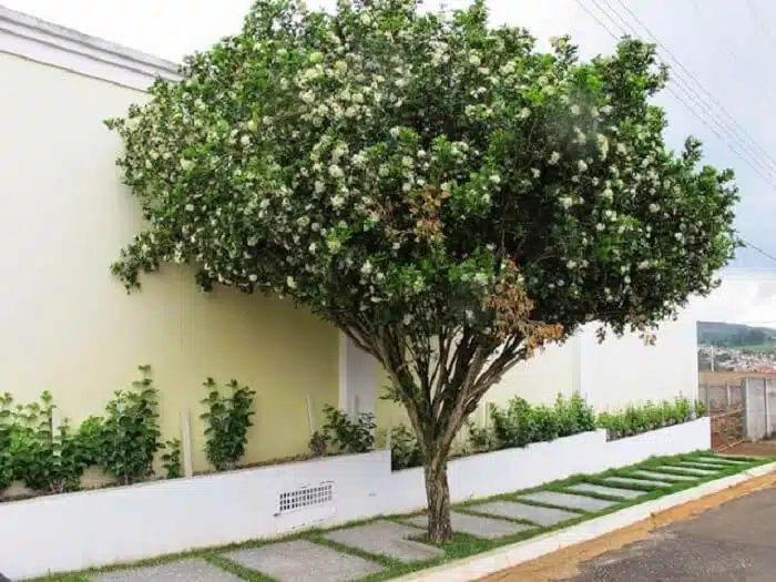 Murta, arvore que sera proibida em Campo Grande