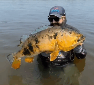 Pescador captura raro tucunaré dourado e impressiona