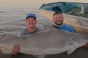 Guia de pesca captura piraíba gigante no Rio Araguaia