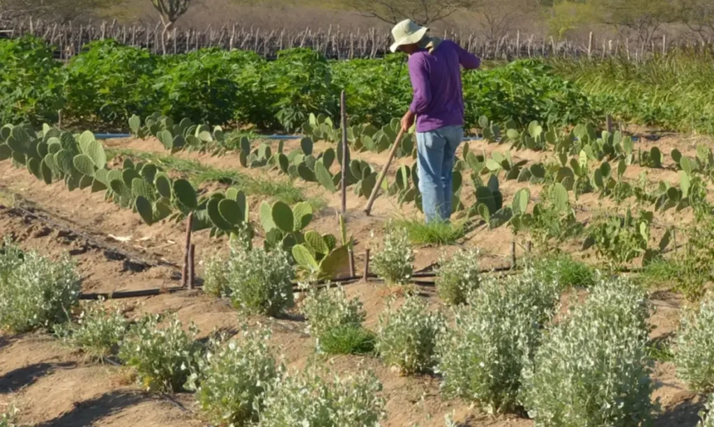 Renda do trabalhador rural cresce no início do ano. O aumento foi de 5,5% no primeiro trimestre de 2025. Confira.