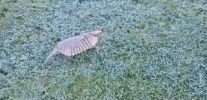 Agricultor encontra tatu congelado durante onda de frio extremo