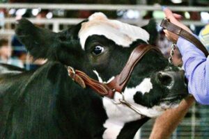 Mulheres do agro inovam e transformam a cadeia do leite