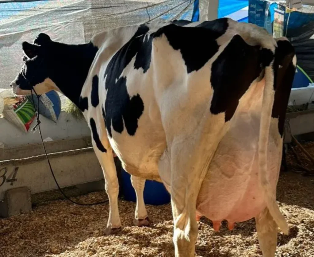 Vaca Poesia é a recordista mundial na produção de leite, segundo o Guinnes