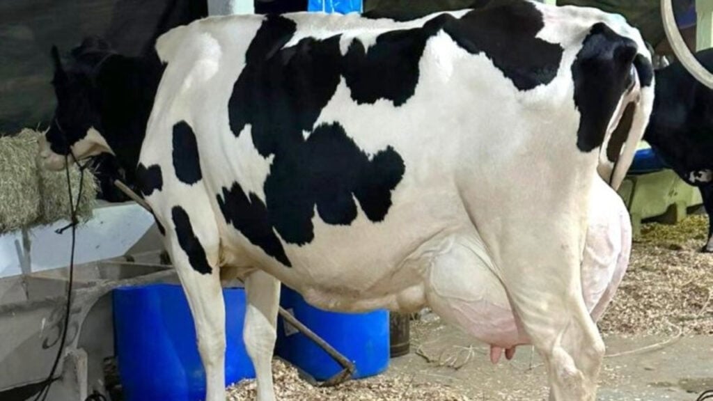 Guinnes: vaca Poesia é a recordista mundial na produção de leite