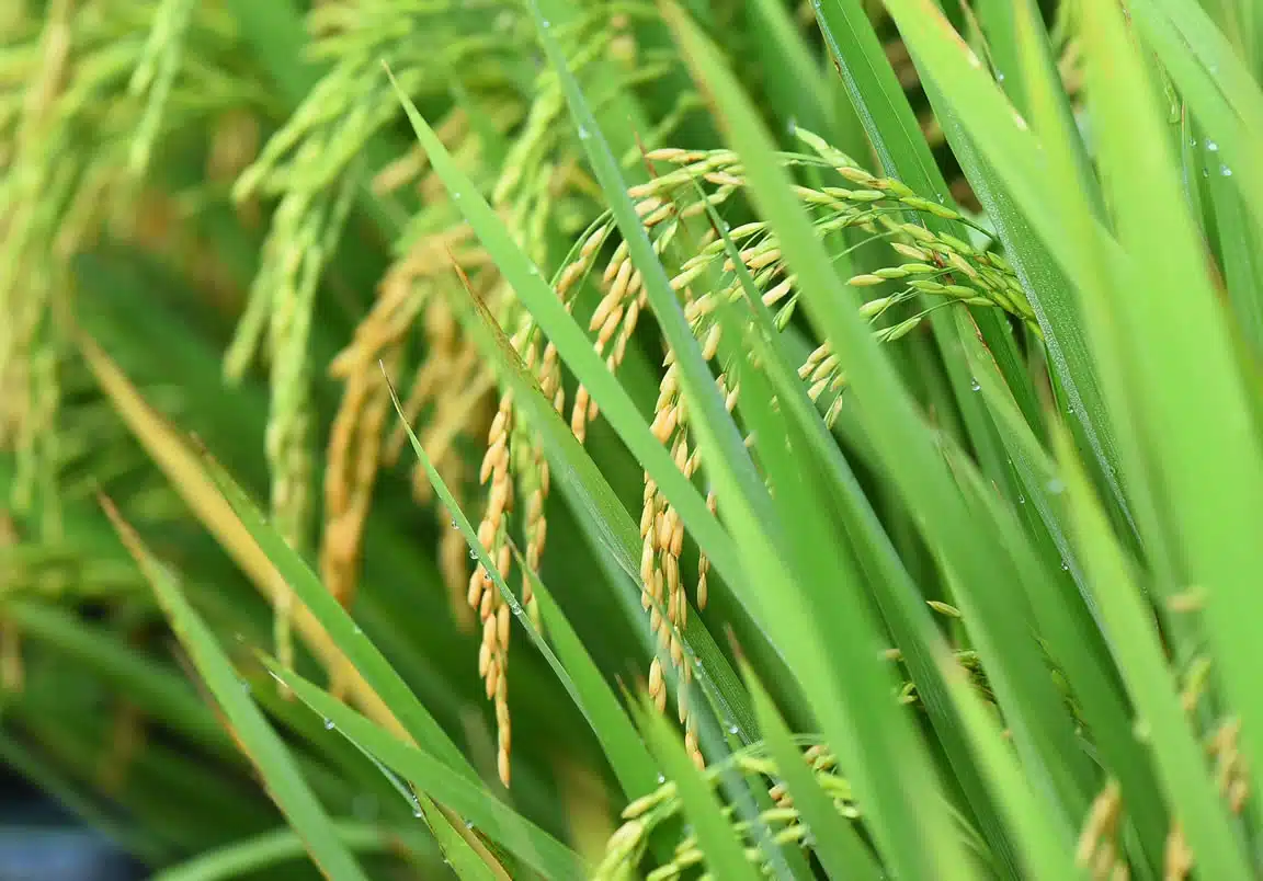 Arroz atinge maior preço em 11 meses com oferta restrita. Leia mais e fique por dentro dos dados divulgados pelo Cepea.