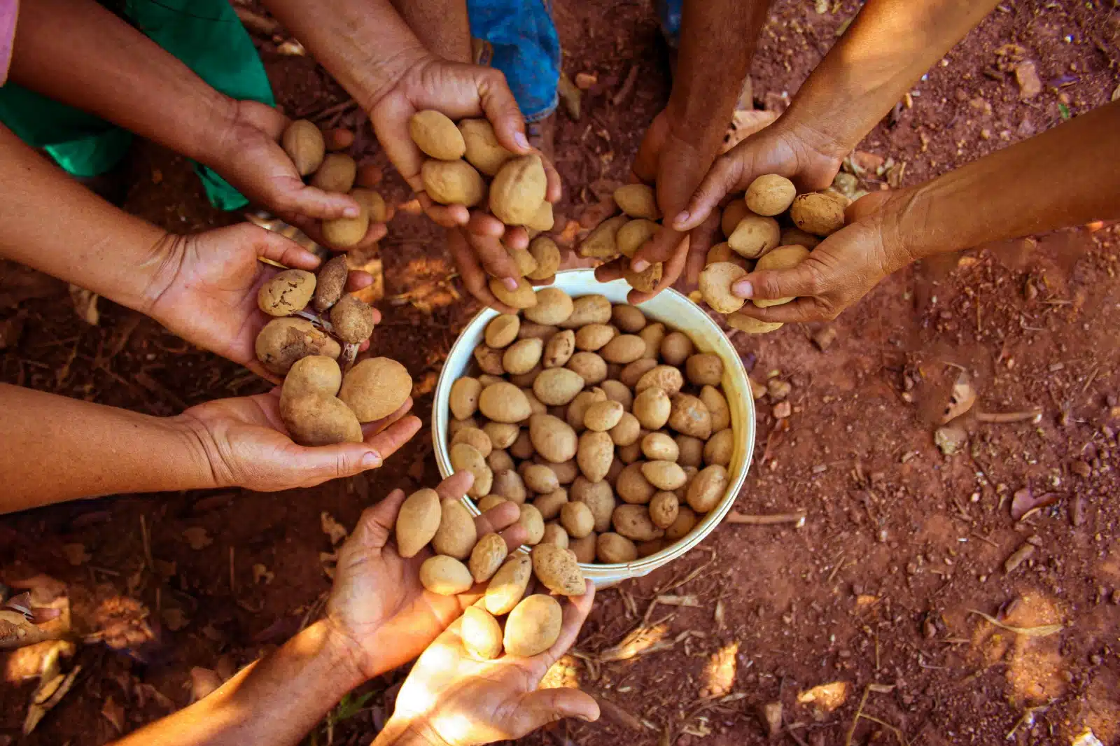 Pessoas segurando fruto baru