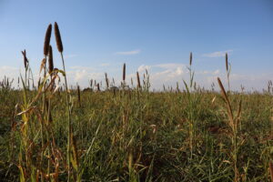 Agricultura regenerativa fortalece manejo e reduz emissões de CO2