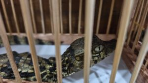 Oito presos em operação contra tráfico de fauna na Feira de Duque de Caxias (RJ)
