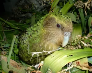 Kakapos: papagaio mais gordo do mundo luta contra a extinção