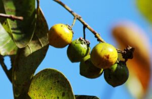 Murici: conheça fruta brasileira que se destaca por nutrientes