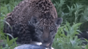 Fotógrafo registra momento único: filhote de onça devora anta no Pantanal
