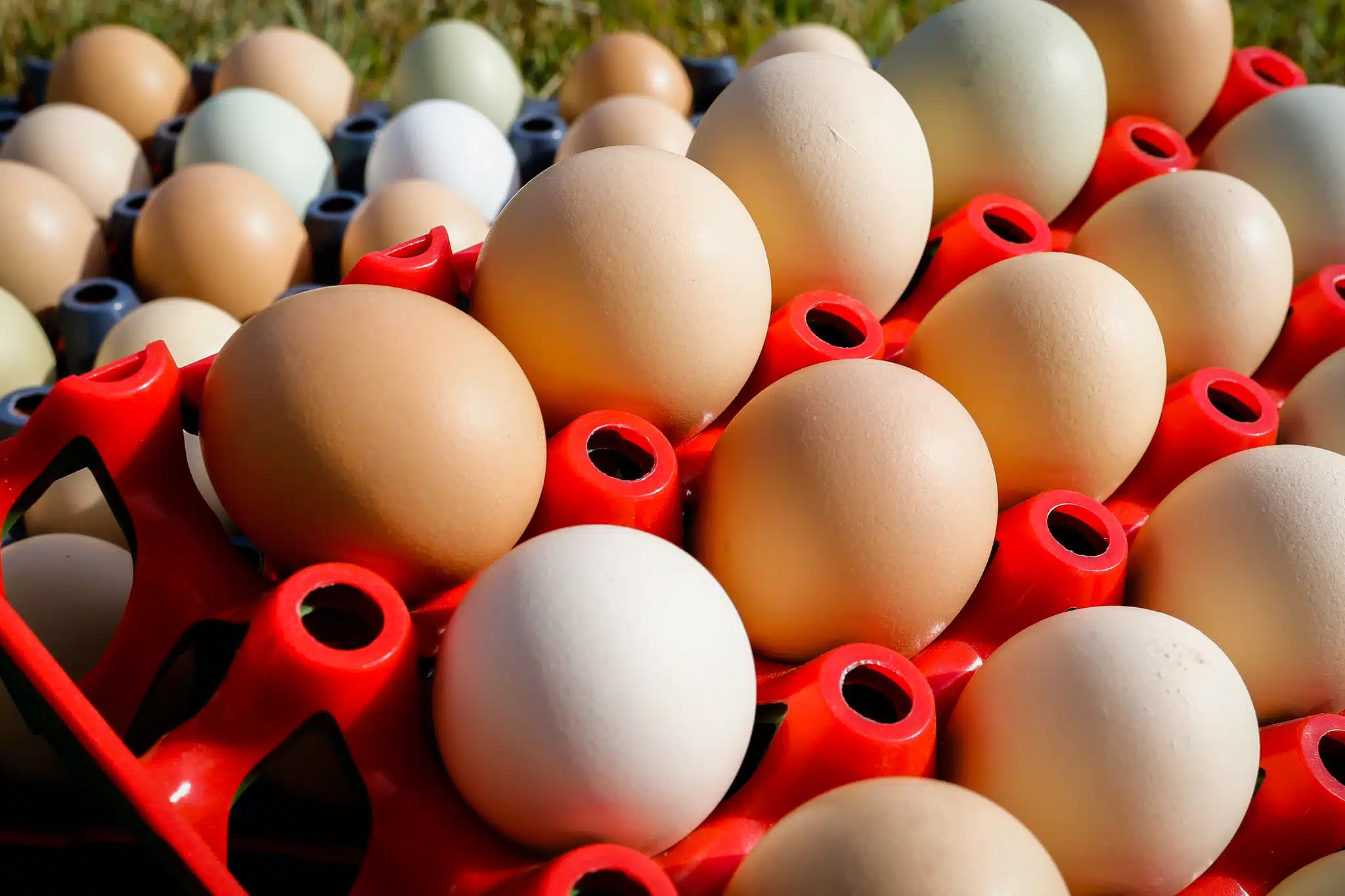 IBGE: produção de ovos bate recorde no 1º semestre. E o mercado de carne de frango ganhou força em setembro.