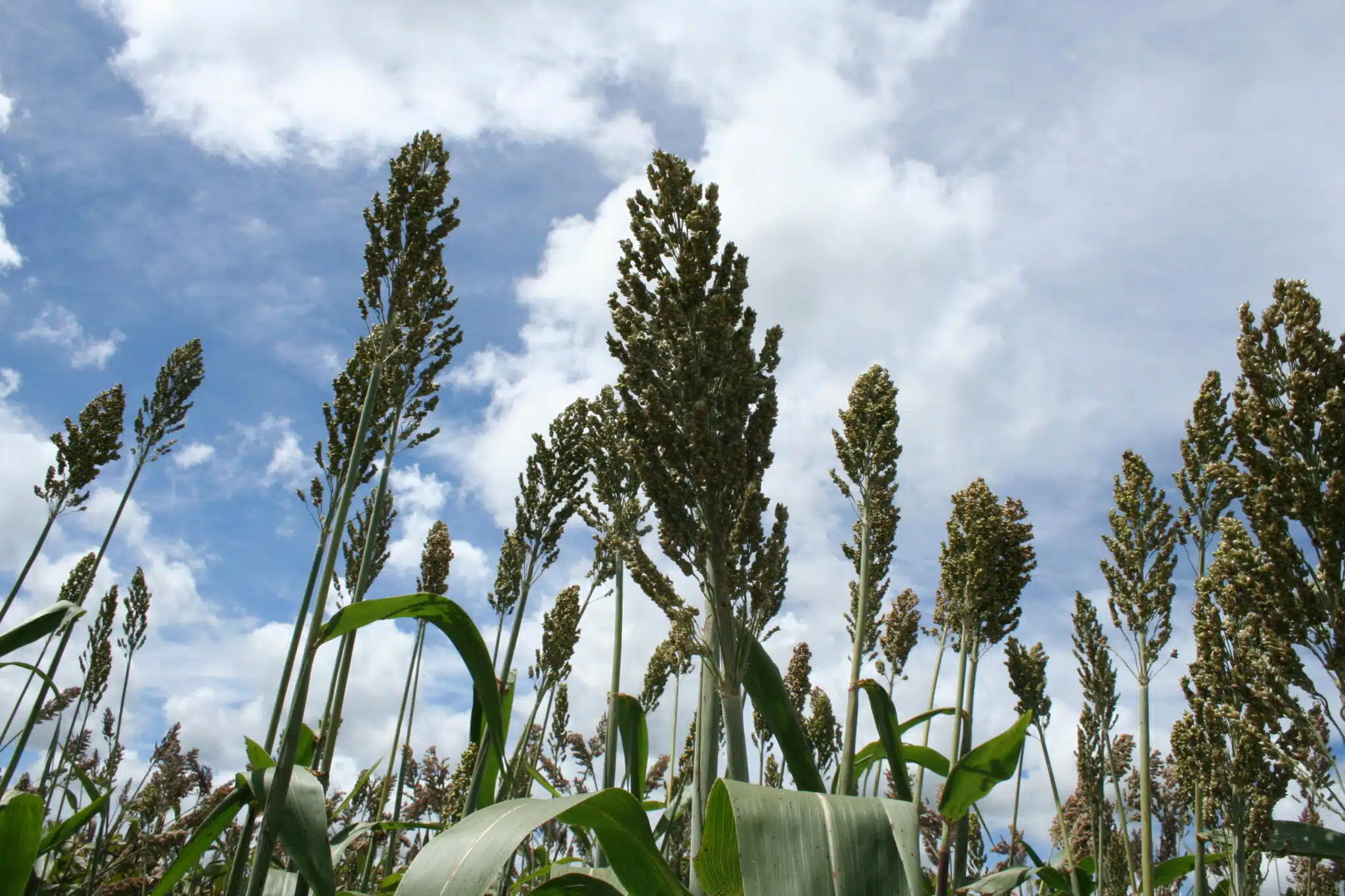 Plantação de sorgo