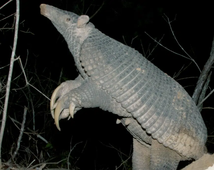 tatu canastra de pé