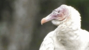 Urubu albino raro é avistado em Quixeramobim