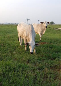 Novo indutor de ovulação aumenta taxa de prenhez em vacas em até 9%