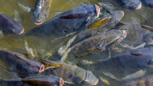 tilapia
